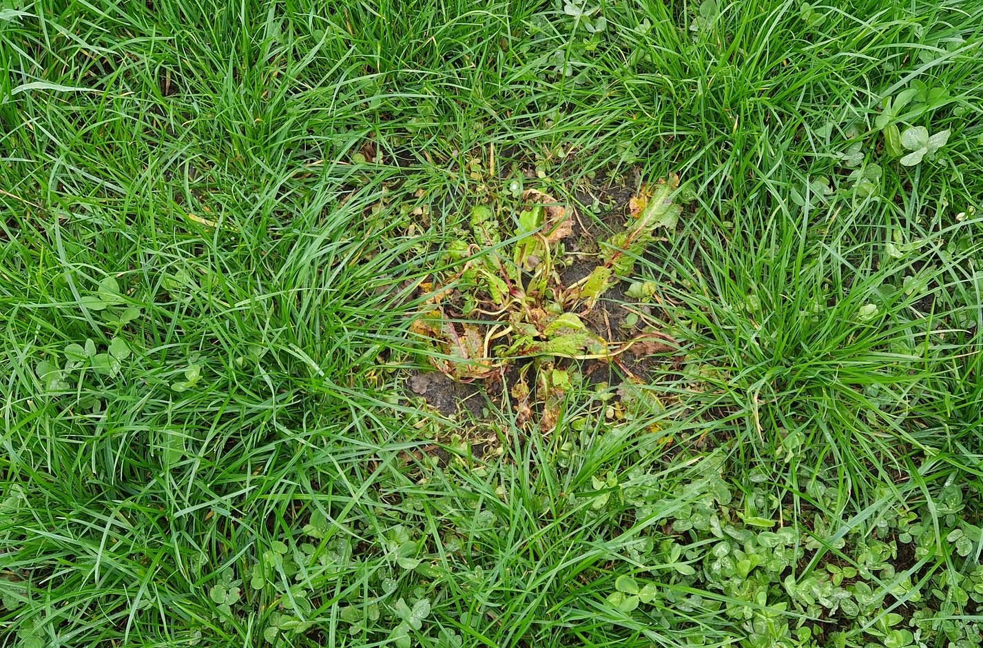 Loonbedrijf Koonstra resultaat Spotsprayen RFX600