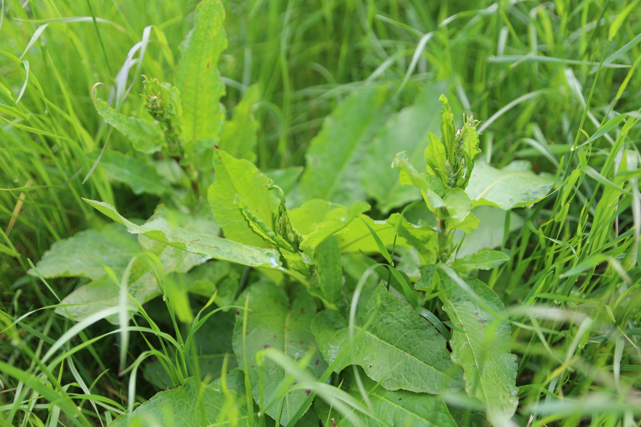 Spotsprayen met behulp van AI