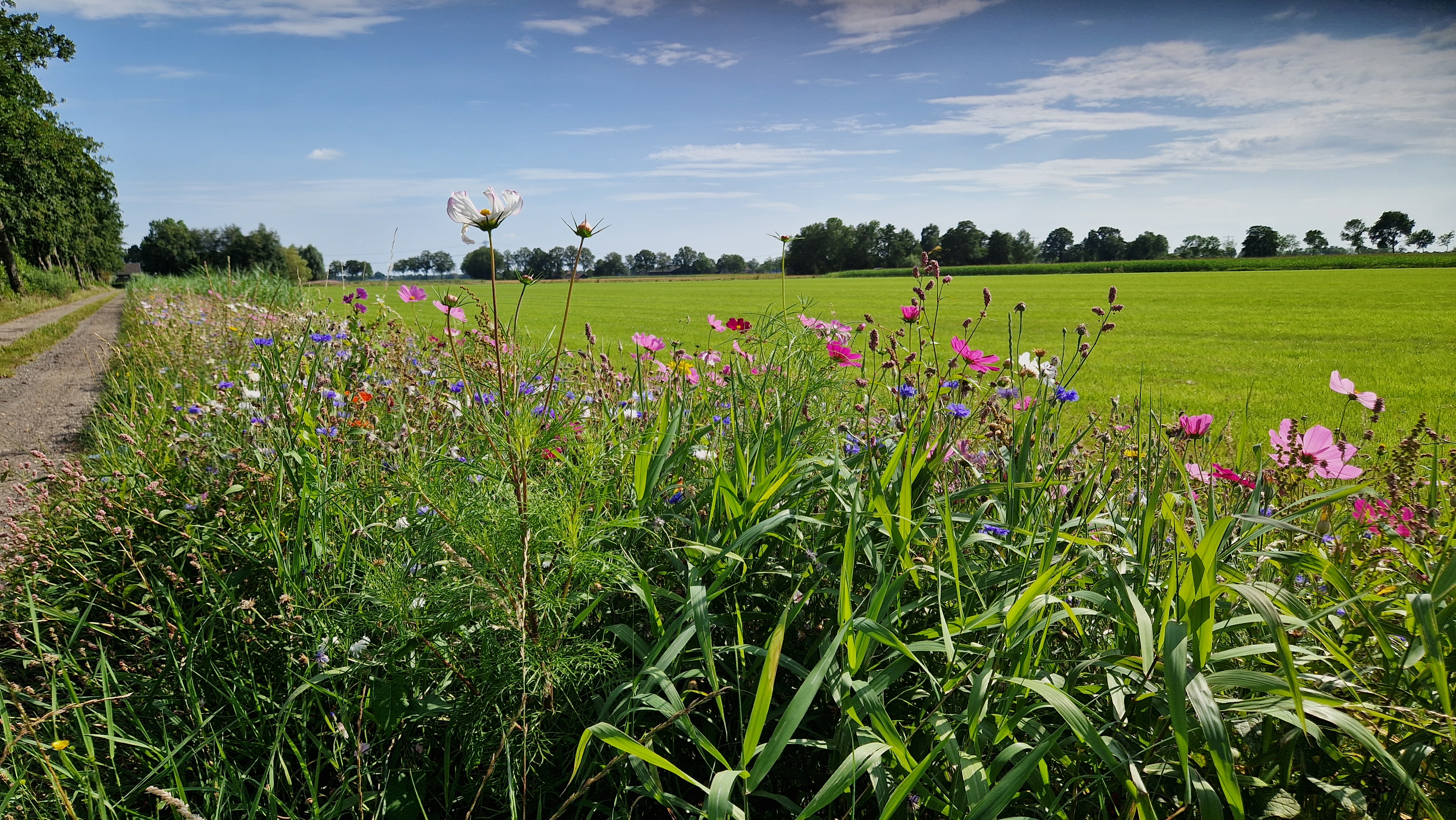 Koonstra miditrekker met zaaimachine bufferstroken, bloemenstroken inzaaien