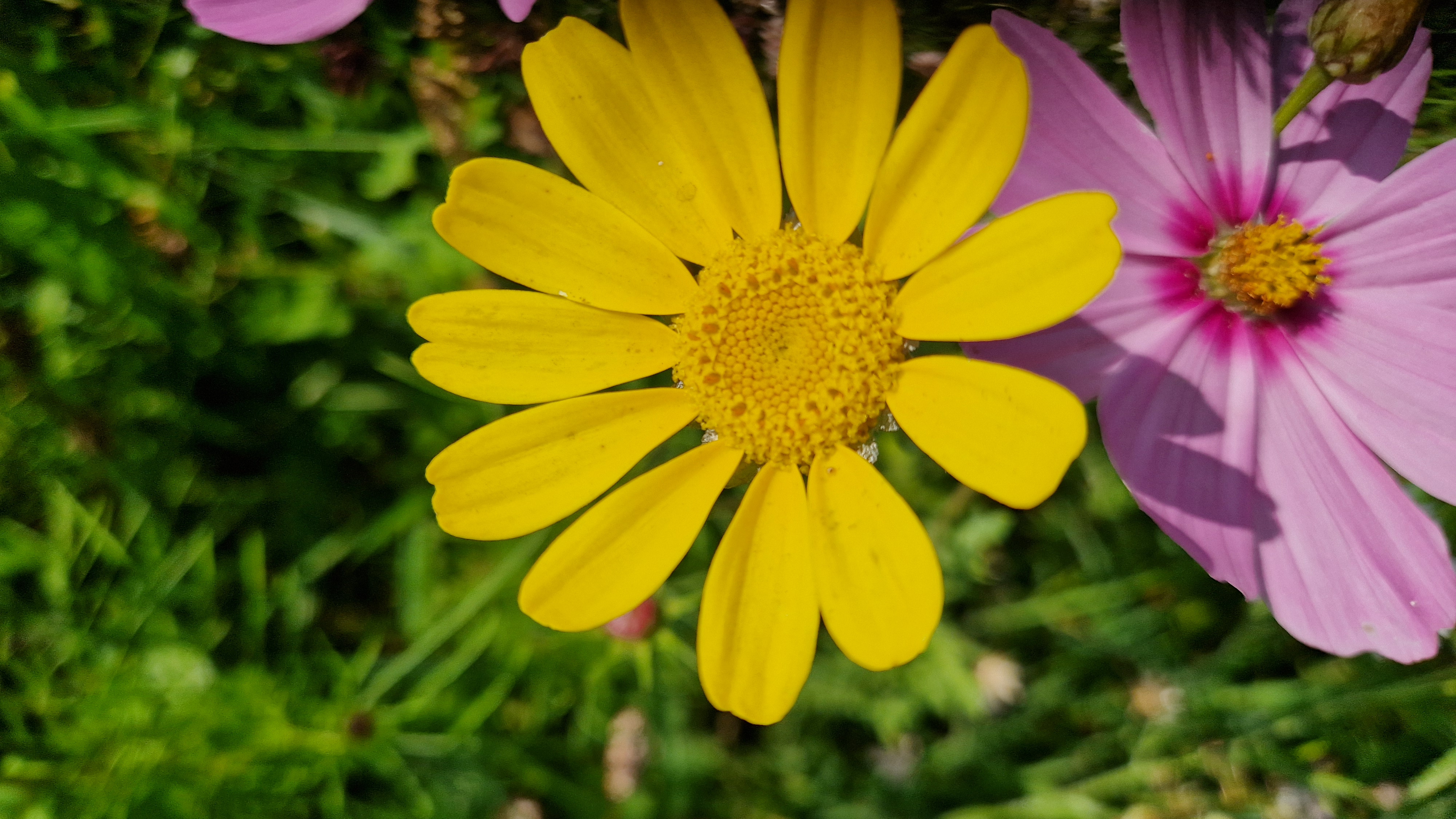 Koonstra miditrekker met zaaimachine bufferstroken, bloemenstroken inzaaien