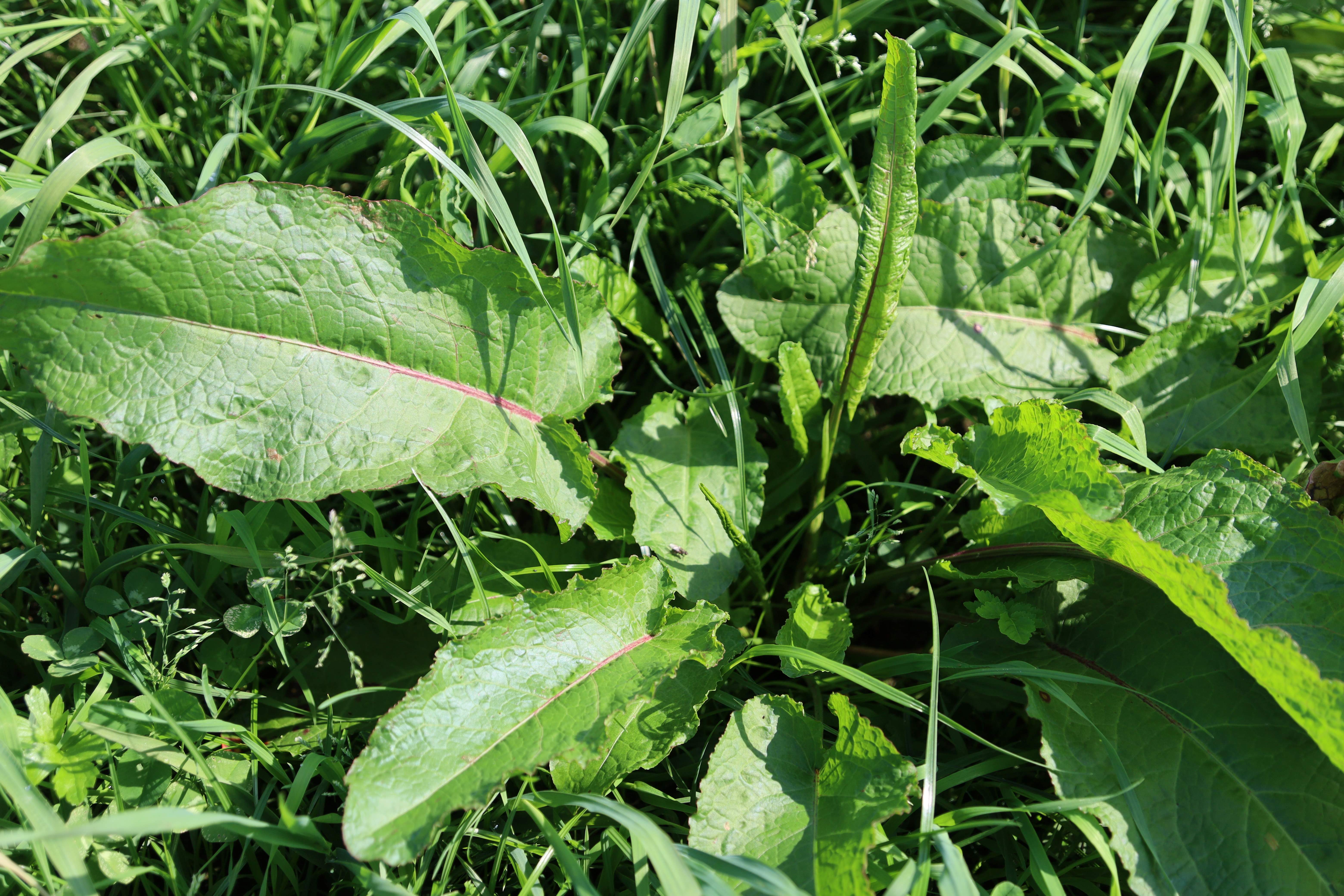 Koonstra spotsprayer plaatsspecifiek gewasbescherming