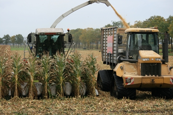 Koonstra al meer dan 20 jaar ervaring met MKS hakselen ( Mais Kolven Schroot )  🌽